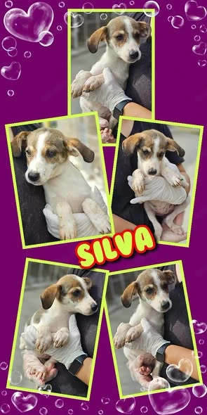 zuckersüßes Welpenmädchen "Silva" sucht ein liebevolles Zuhause