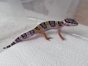 Leopardgeckos Mack Snow 0.1 
