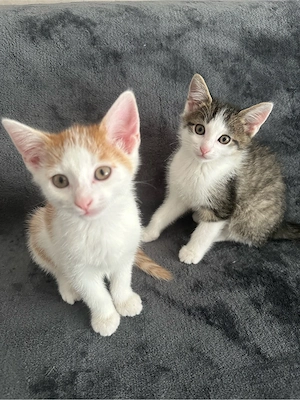 4 Katzenbaby