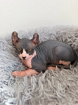 Kanadisch Sphinx Kitten 