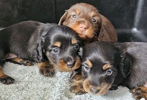 Super hübsche Langhaardackel Dackel Welpen schoko & Black und tan
