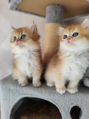  Reinrassige Britische Kurzharige Kitten .Gold Farbe.  