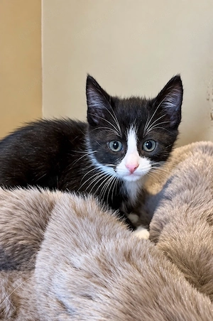 Babykatzen   kitten