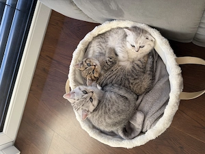 BKH Kitten suchen ein neues liebevolles Zuhause