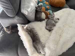 Zwei liebevolle BKH Kitten suchen ab dem 17.10.2026 ein neues Zuhause