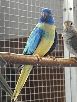 Glanzsittiche apua blau violett opaline 24 