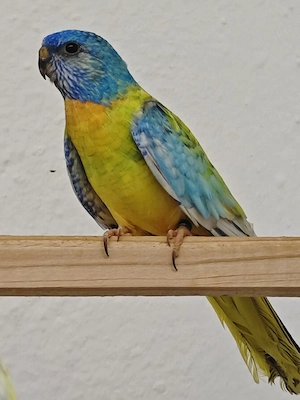 Glanzsittiche opaline gesäumt Hahn 