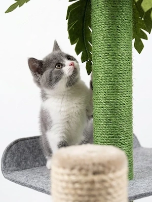 BKH Kitten blue mit Stammbaum !
