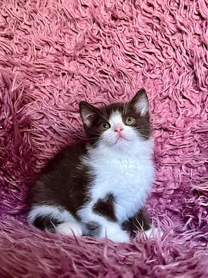    Wunderschöne BKH & BLH Kitten   Jetzt reservieren!    Abgabe ab der 12. Woche
