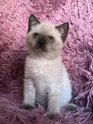    Wunderschöne BKH & BLH Kitten   Jetzt reservieren!    Abgabe ab der 12. Woche