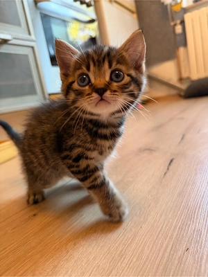 BKH Kitte männlich 