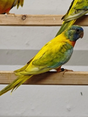 Glanzsittich opaline gesäumt 
