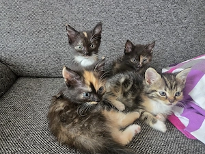 Wunderschöne Maine Coon Perser mix Kitten 12 Wochen jung 