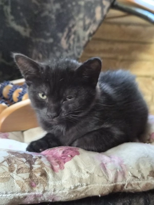 BKH-Siam Mix Kitten