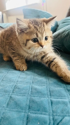 Lala Britisch Kurzhaar Babykatze