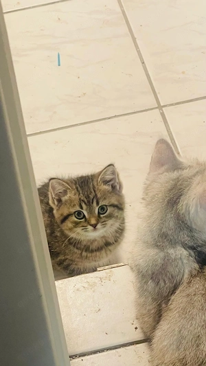 Kiwi Britisch Kurzhaar Babykatze