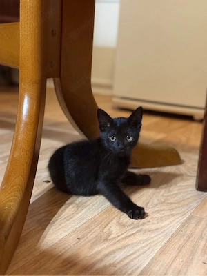 BKH Mix)Liebevolles Zuhause für eine baby schwarze Katze gesucht