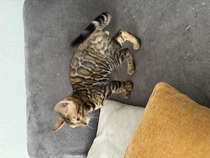 Bengal Katze Kitten Kater