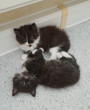 Bhk Babykatzen