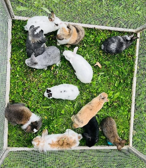 Babyzwergwidderkaninchen 