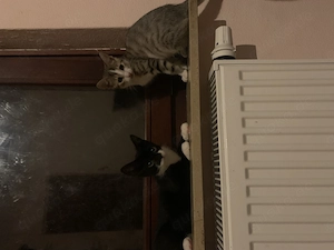 Babykatzen Buxtehude