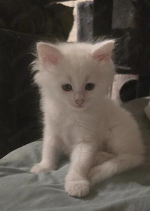 Weiße Maine Coon Kitten 