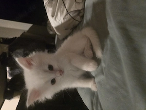 Maine Coon Kitten 