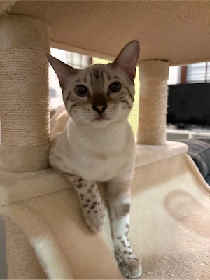 Bengalkatze 5Monate abzugeben