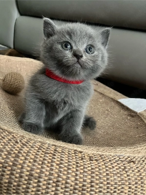 Kitte Britisch Kurzhaar Weibchen Farbe: Blue