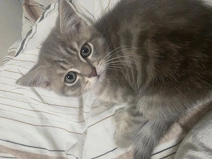 Katzenbaby  nur noch eine 