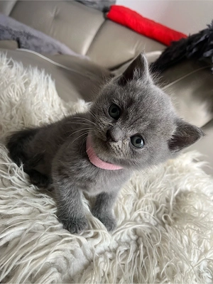 Kitte Britisch Kurzhaar Weibchen Farbe: Blue