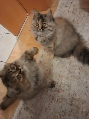 Wunderschöne, Perser Mix Kitten suchen liebevolles Zuhause 