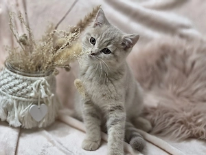  Wunderschöne Kitten suchen ein liebevolles Zuhause