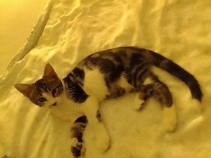 Maine Coon Mix Kitte 11Wochen Alt sucht noch ein Zuhause