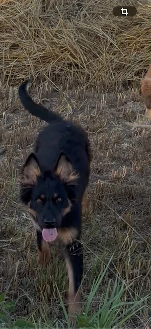 altdeutscher hütehund 