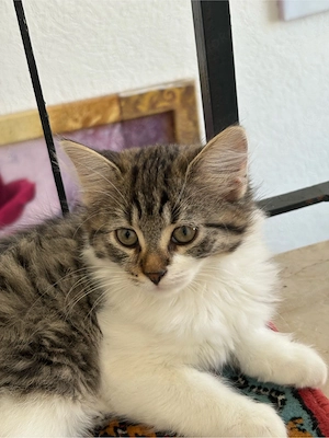 baby katze