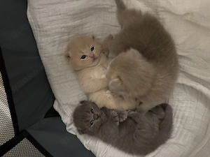 Wunderschöne BKH Kitten 