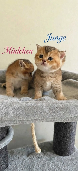 BKH Kitten Babys 