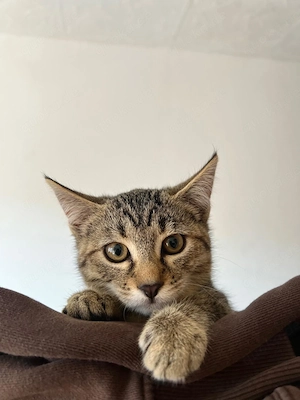 Liebevolle EKh Kitten-Dame sucht erfahrenes und ruhiges Zuhause