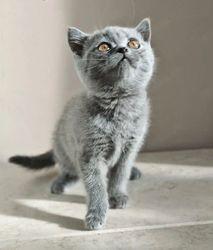  Britisch Kurzhaar (BKH) Kitten suchen liebevolles Zuhause 