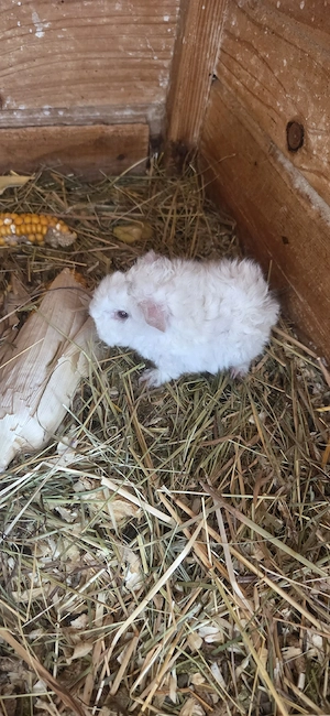 Meerschweinchen Lunkarya Babys
