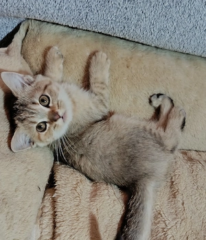 süße Reinrassige Bkh Kitten 