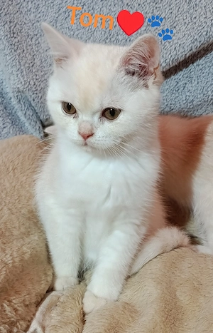 süße Bkh Kitten 
