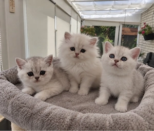 Britisch Kurzhaar Kitten BKH BLH Kitten 