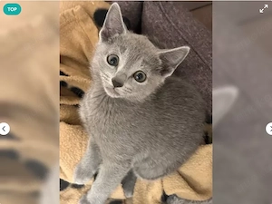 Reinrassige Russisch blau Kitten mit Stammbaum