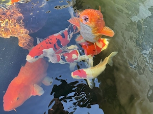 Traum Kois Sanke Kohaku rot weiss Showa Teich