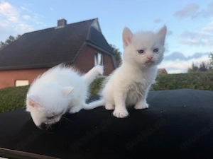 maine Coon Siam mix kitten 