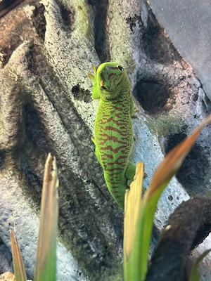 Phelsuma Grandis Jungtier (Madagaskar-Taggecko) zu verkaufen 