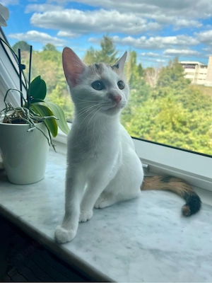 Kleines Kitten (Glückskatze) abzugeben Bild 9