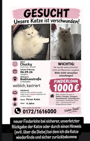 Katze vermisst Finderlohn 1000 